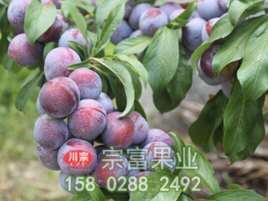 李树苗嫁接法和扦插法