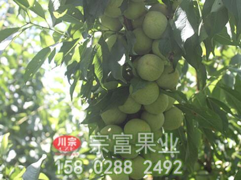 种植李树苗前先了解其营养价值