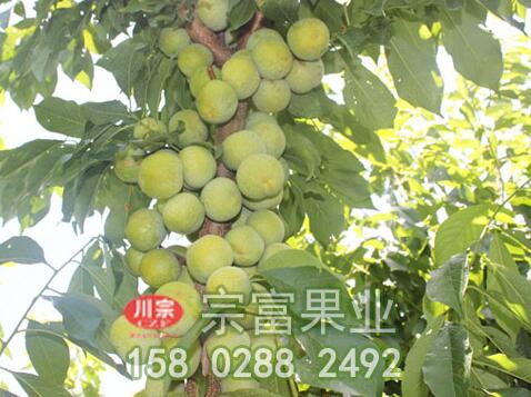 李树苗的营养成分