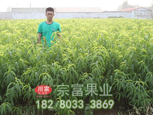 李树苗主要病虫害防治技术