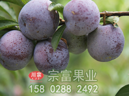 李树苗流胶病的原因及防治措施