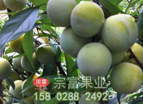 春季李树苗病虫害防治要点