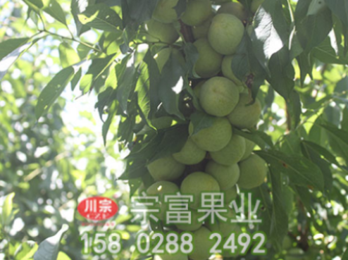 李树苗秋冬管理要点