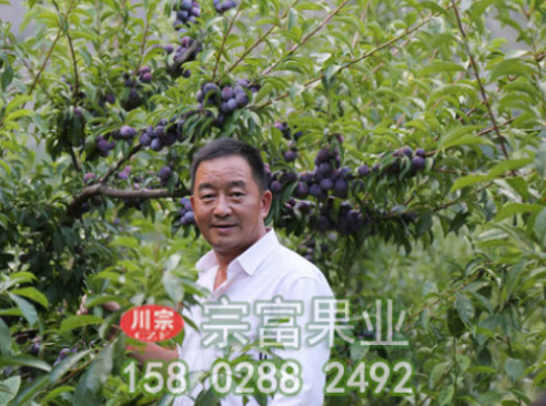 宗富李树苗基地种植时食心虫防治措施