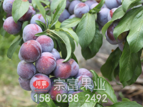李树苗夏季细心管理能增产