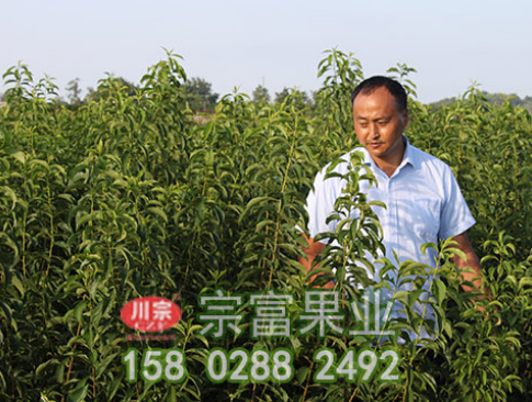 如何做好李子苗的鸟羽蛾虫害及防治