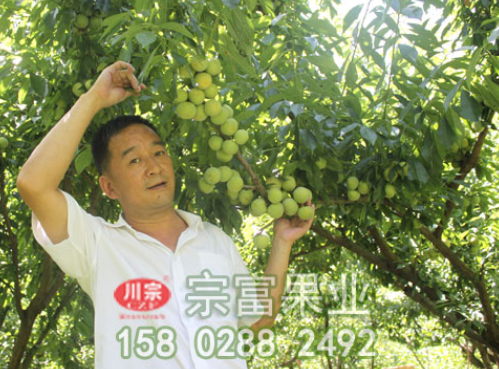 李树苗切腹接法高接换头技术