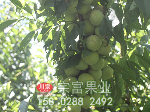 李子苗新嫁接如何防止冻害？