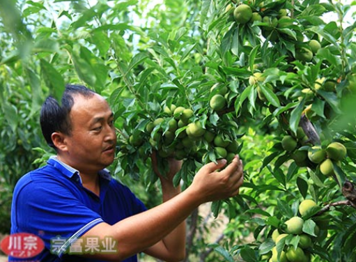 李树苗该如何棚栽？