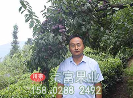 冰糖李树苗成长与结果的关联