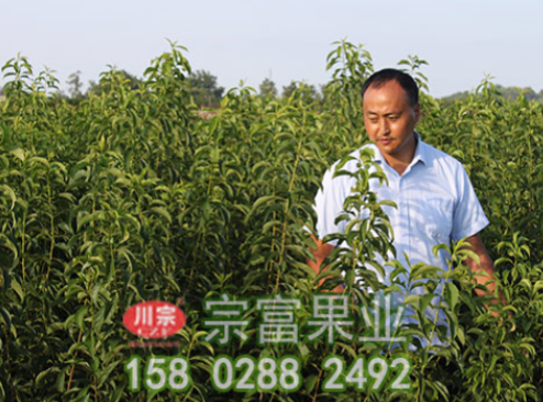 李树苗主要病虫害防治技术