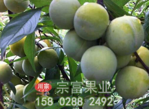 李树苗的优质高产栽培技巧解说