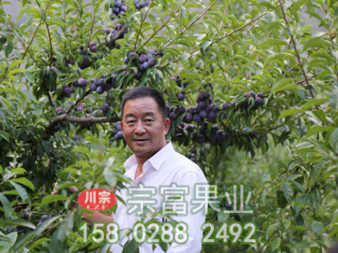 李树苗夏季修剪采用方法有哪些