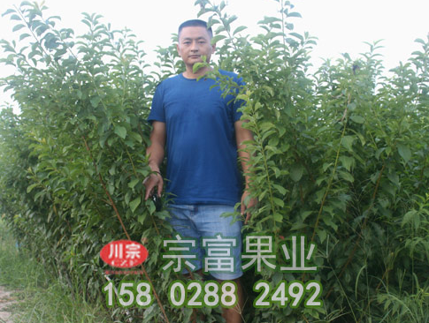 李树苗花期管理技术要点
