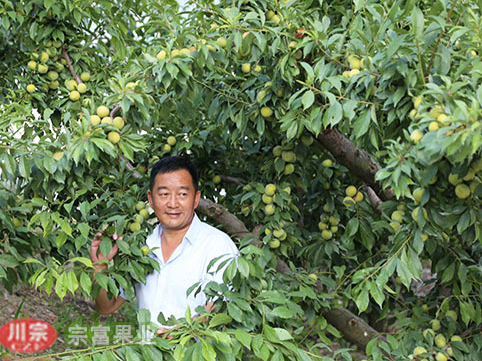 李树苗如何防治疮痂病？